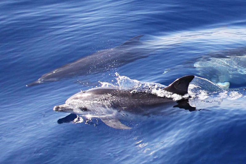 Dolphins Facts About Greece Wildlife